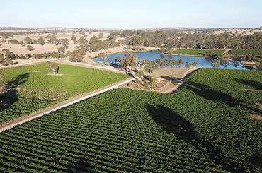 Stage Door Wine Co Vineyard